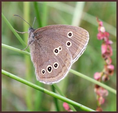 269 RINGLET.jpg